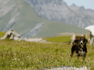 Hund Engstligenalp