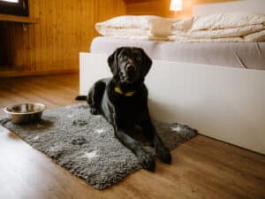 Hundezimmer im Berghotel